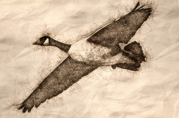 Poster - Sketch of a Close Look at a Canada Goose in Flight