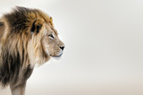 Fototapeta Zwierzęta - Male lion from the Kgalagadi desert facial portrait in fine art. Panthera leo