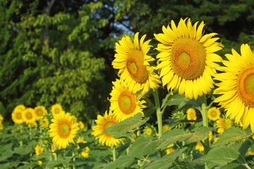 beautiful sunflower blossom blooming in nature