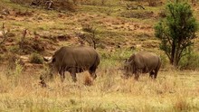 Mom And Calf Rhino Feeding
