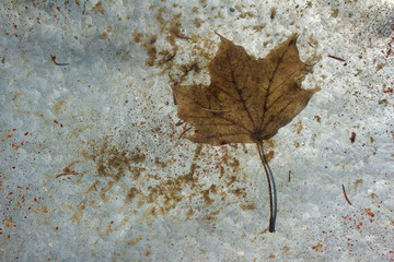 Wall Mural - macro abstract art view of a maple leaf and pine needles settled under water in a metal bird bath