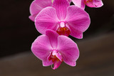 Fototapeta Storczyk - Blooming magenta orchid flowers on blurred background