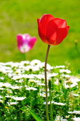  red tulips in the garden