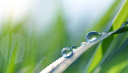 Transparent drops of water dew on grass close up. Spring nature background.