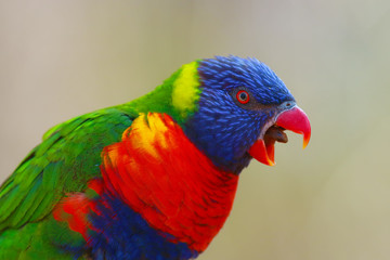 Poster - The rainbow lorikeet (Trichoglossus moluccanus) sitting on the branch with open beak. Extremely colored parrot on a branch with a green background.