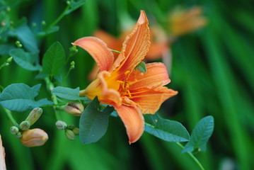 orange flower