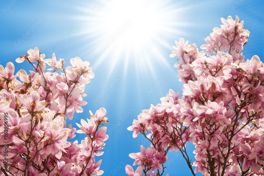 Kwitnące magnolie w pięknym słońcu - obrazy, fototapety, plakaty 