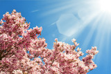 Kwitnące magnolie w pięknym słońcu