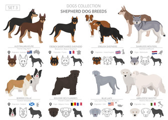 Wall Mural - Shepherd and herding dogs collection isolated on white. Flat style. Different color and country of origin