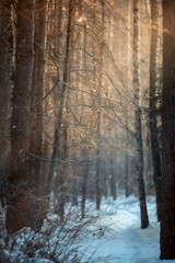 Wall Mural - Forest under snow at sunny evening