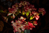 Fototapeta Kwiaty - Carnations standing in the shade
