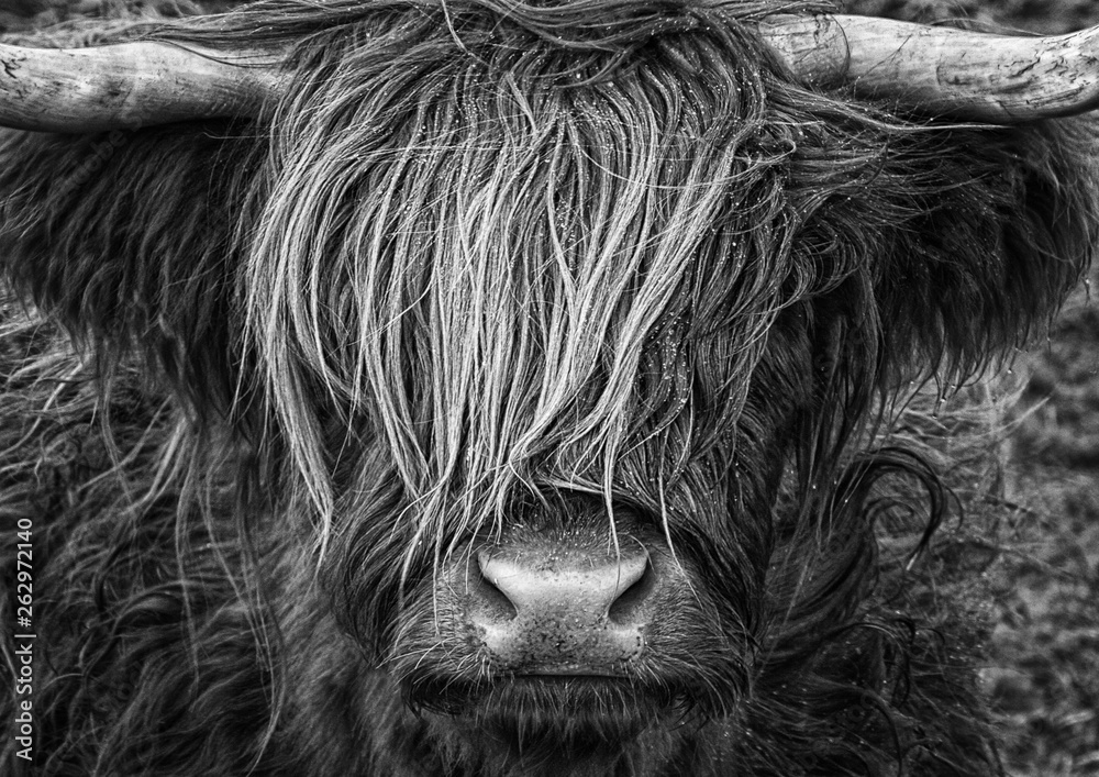 Highlander, Highland Cow, Scotland - obrazy, fototapety, plakaty 