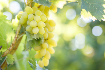 Ripe juicy white grapes on vine in the garden