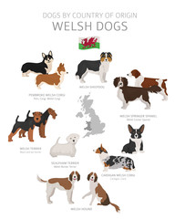 Wall Mural - Dogs by country of origin. Welsh dog breeds. Shepherds, hunting, herding, toy, working and service dogs  set