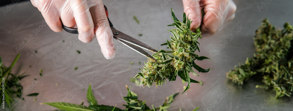 Prune Marijuana Plants ways. Harvesting and Processing Commercial cannabis - obrazy, fototapety, plakaty 