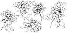 Vector Chrysanthemum Floral Botanical Flowers. Black And White Engraved Ink Art. Isolated Flower Illustration Element.