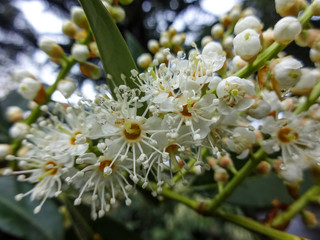 Close up of blooming Laurocerasus officinalis