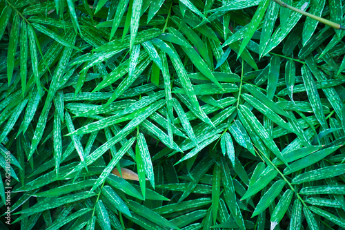Pattern of green bamboo leaves