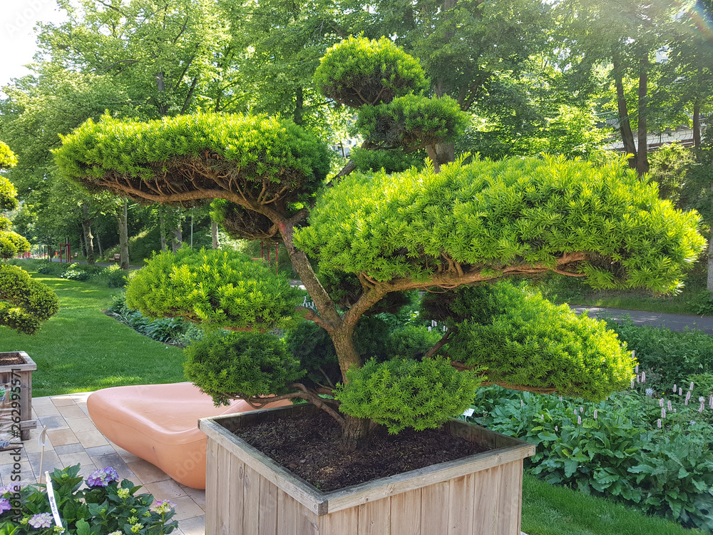 Formschnitt, Eibe, Taxus Baccata Stock Photo | Adobe Stock