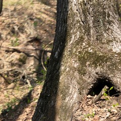 trunk of a tree