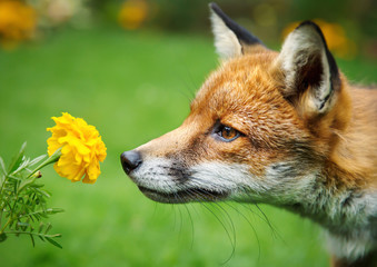 Wall Mural - Close up of a Red fox smelling marigold flower
