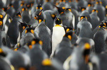 King Penguins At Volunteer Point, Falkland Islands.