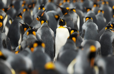 Wall Mural - king penguins at volunteer point, falkland islands.