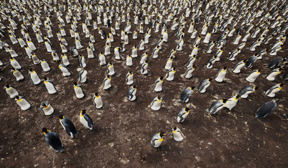 Wall Mural - colony of king penguins (aptenodytes patagonicus) from above
