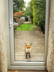 Close up of a Red fox watching through the window