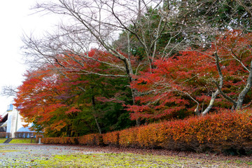 Wall Mural - Red bushed colour along the walk way to building , red bushed in front big maple trees, sakura trees almost fallen and dry branches in garden, autumn season, Japan 