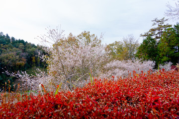 Wall Mural - Sakura tree in front forest, red autumn bushes range foreground against blue sky, colorful plants in autumn season,Japan