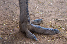 An Emu (Dromaius Novaehollandiae) Foot In The Sand Close Up View.