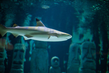 Wall Mural - Nurse shark swimming along the reef. Shark swimming with other fishes in a fish keeper tank of an aquarium