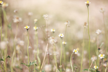 Cyanthillium in summer