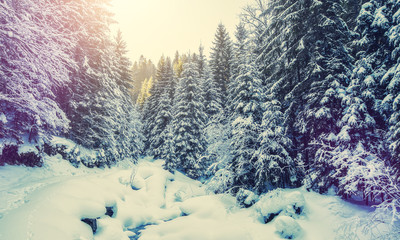 Wonderful Winter Sunset. Majestic Sunny Landscape. Wintry forest under Sunlight. Picture of wild area. Scenic image of fairy-tale woodland in sunlit. vintage Style. Instagram Filter.