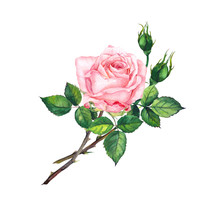 Pink Rose With Buds, Leaves. Watercolor Art