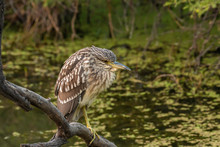 A Female Black-crowned Night Heron Sitting On A Twig Close To A Waterbody Inside Keoladeo National Park In Bharatpur