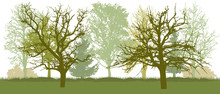Bare Trees, Early Spring Park. Vector Illustration.