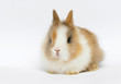 funny rabbit on a white background