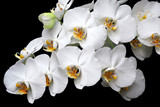 Fototapeta Kwiaty - White orchids blossom close-up isolated