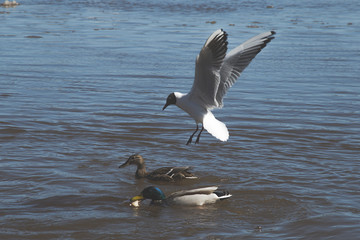 waterfowl get food for themselves