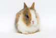 little rabbit on a white background