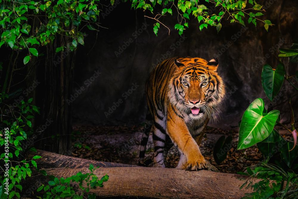 The Siberian tiger (Panthera tigris tigris) also called Amur tiger - obrazy, fototapety, plakaty 