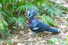 Himalayan Monal, Lophophorus Impeyanus, Is A Colorful Bird Found In The Himalayas.