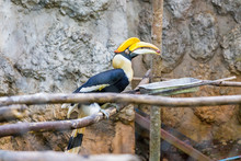 Yellow Billed Hornbill Great Hornbill In Cage, Great Indian Hornbill, Great Pied Hornbill, Hornbill, Focus On Eyes.