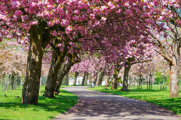 Blooming pink trees in the spring sunshine