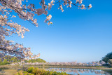 Fototapeta Sawanna - 桜(香川県亀鶴公園)
