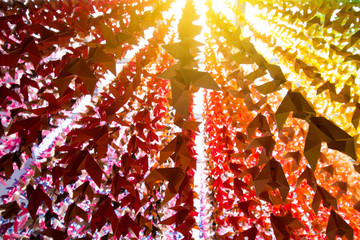 Colorful paper birds hanging together on sunlight through window ceiling. 