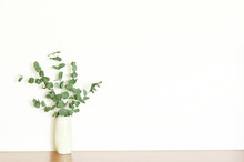 Dry Eucalyptus Branches In Vase On White Background. Copy Space. - Image