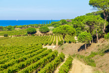 Majestic View Of Vineyards In France, Near Saint Tropez, France